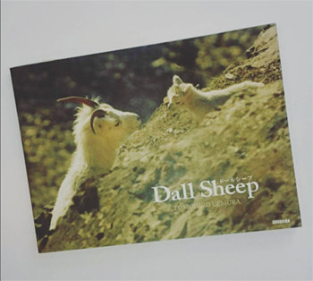 dallsheep1
