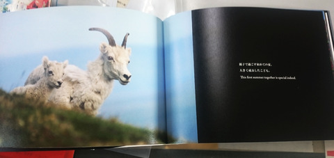 dallsheep3