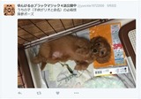 犬を服従させる