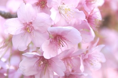 桜１-T~1