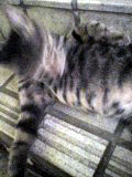 neko2