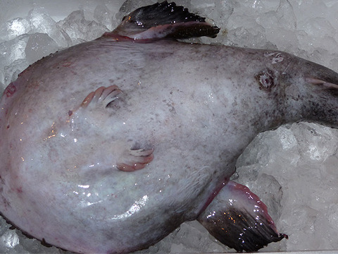 鮮魚通販【後藤丸】アンコウ・あんこう