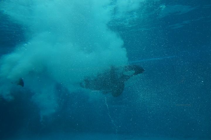 mDSC04529