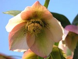 4993b325.jpg