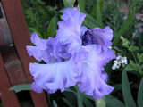 d9164867.jpg