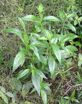 Andrographis-panniculata
