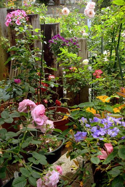 DSC00227