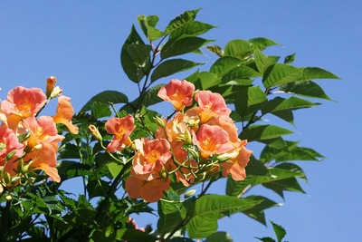 DSC05507