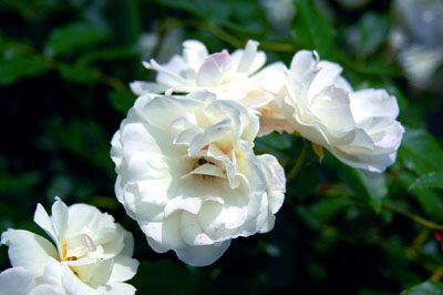 7d0332bd.jpg