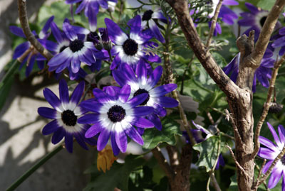 980d849b.jpg