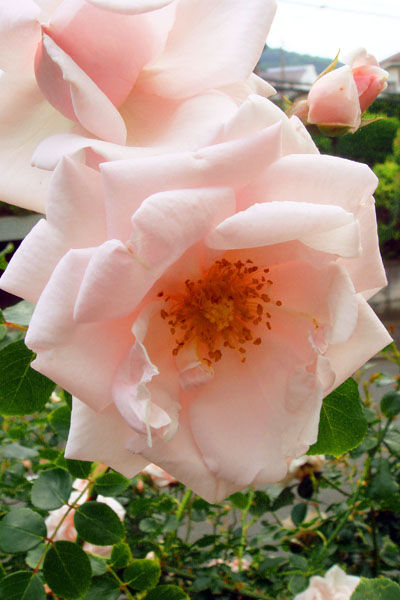 DSC00270