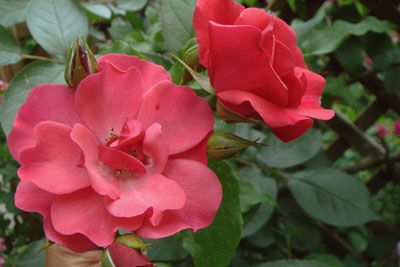 DSC00263