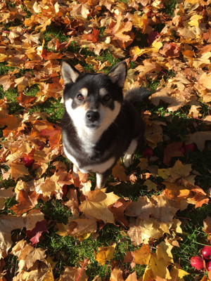 181011Tsuki