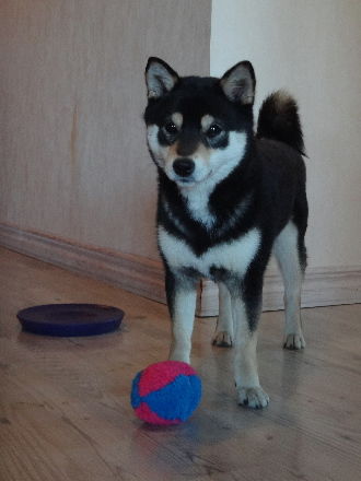 130408Tsuki6