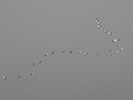 130414svanor2