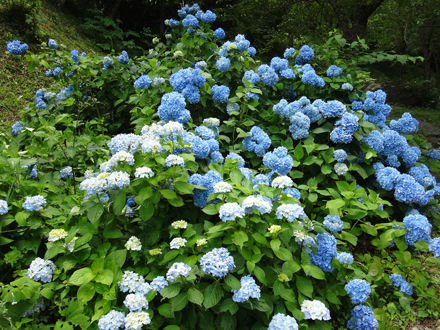 130708garden6