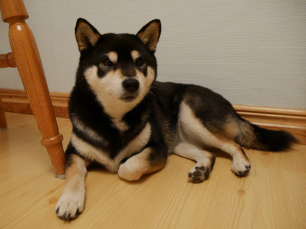 181007Tsuki1