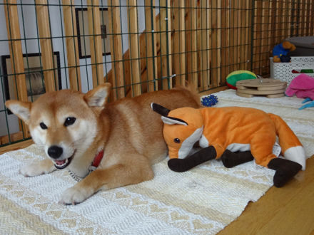140511shiba6