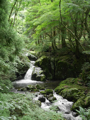 140709skog6