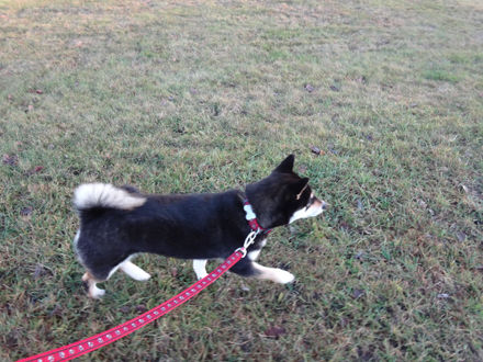 131117promenad3