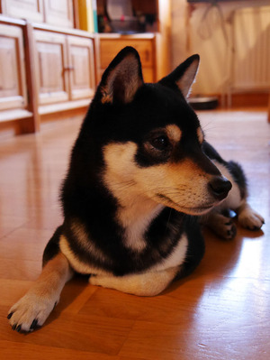 141016Tsuki