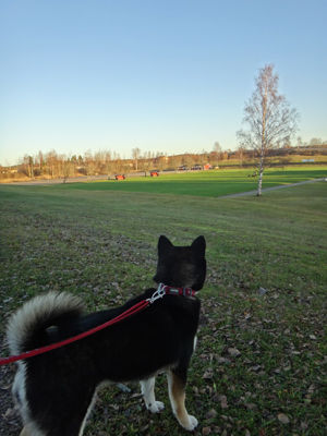 131117promenad4