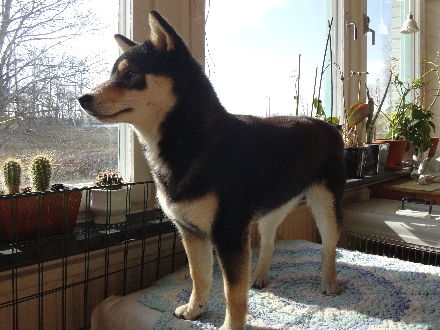 130408Tsuki1