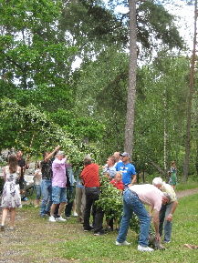 110624midsommar3