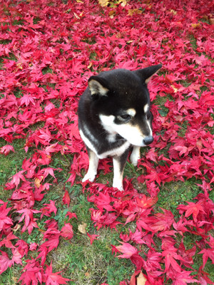 181016Tsuki2