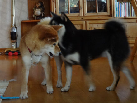 140511shiba3