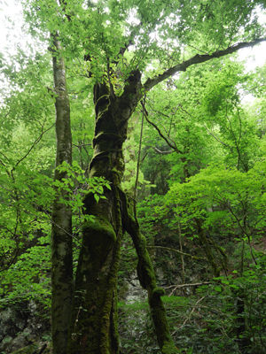 140709skog2