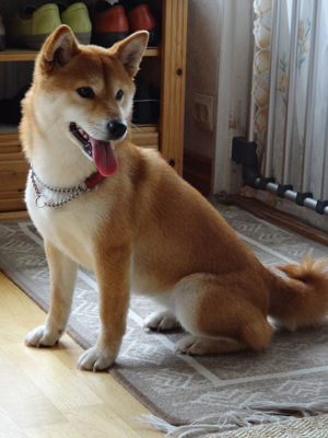 140511shiba1