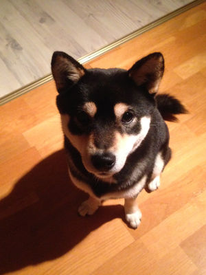 131124Tsuki