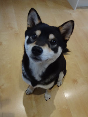 131005Tsuki