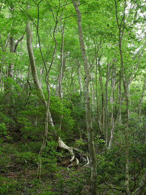 140709skog5