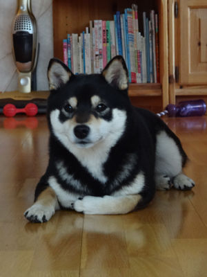 140511shiba5