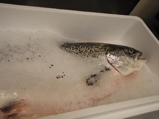 salmon