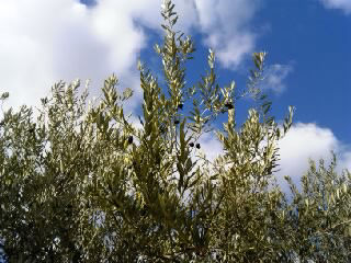 121203_shoudoshima_2