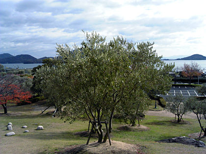 121203_shoudoshima_3