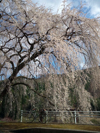 130410_sakura