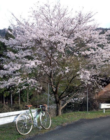 130410_sakura_3