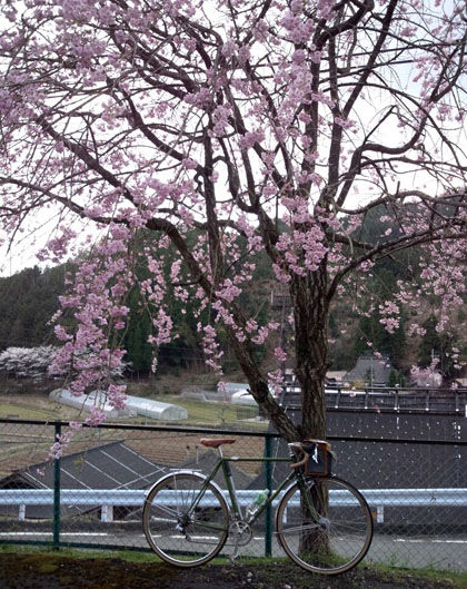 130410_sakura_2