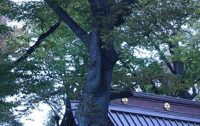 運動会 009