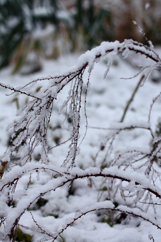 雪の中のユキヤナギ