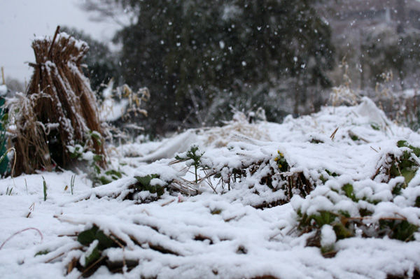 雪に蔽われた畑