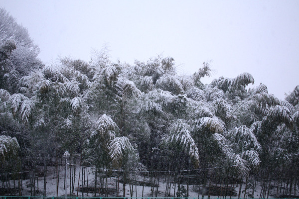 雪の竹林
