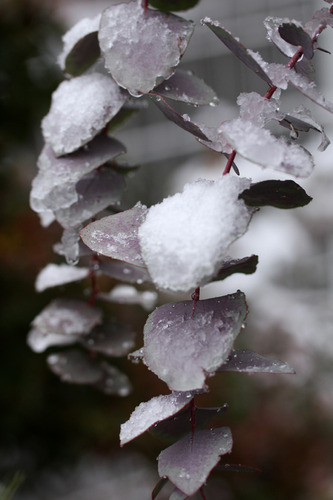 雪の中の丸葉ユーカリ