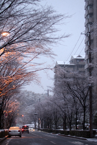 雪のけやき通り