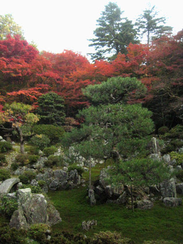 青岸寺庭園_雪吊り設置前