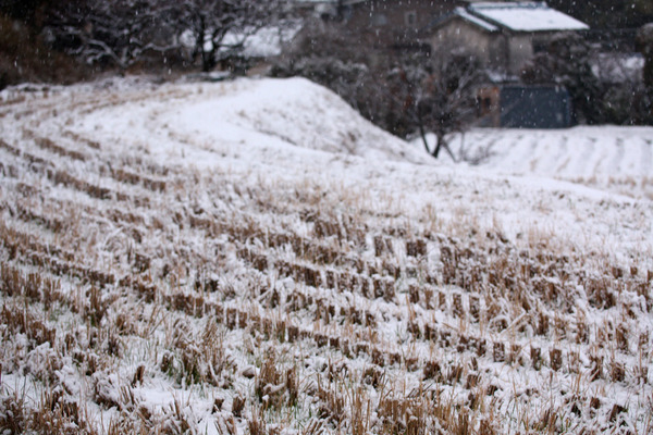 雪の田圃